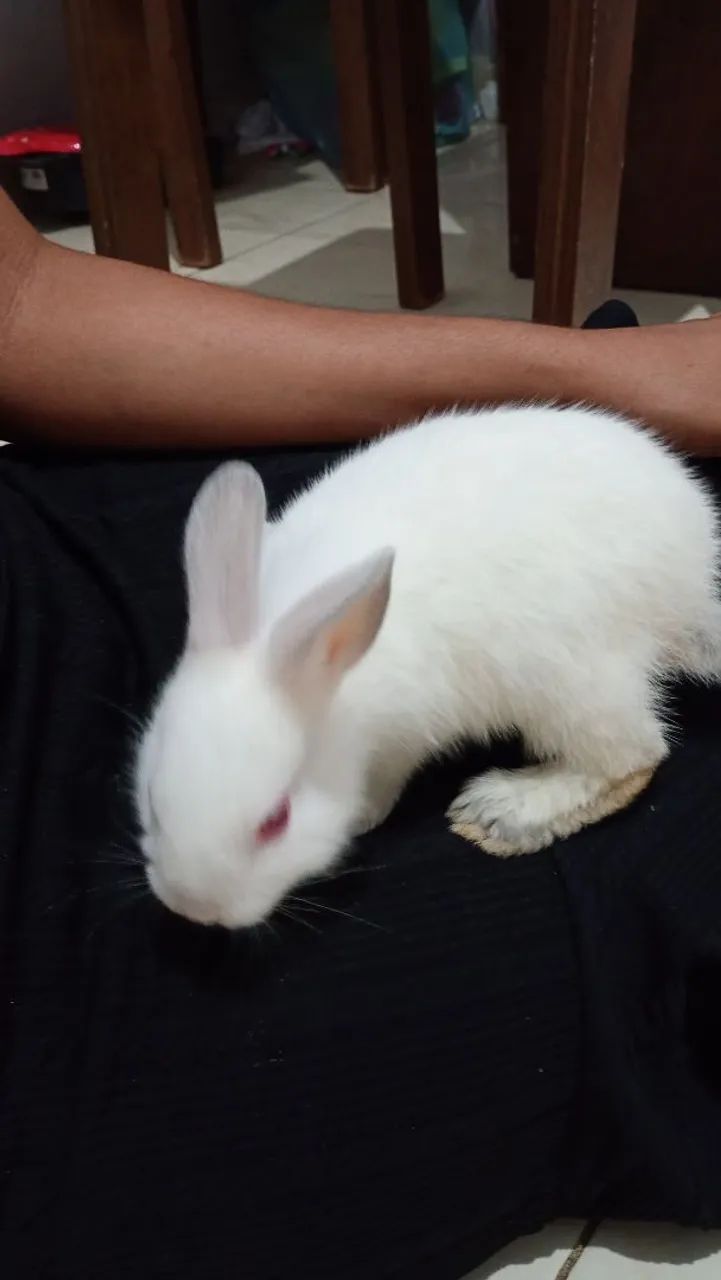 Vendo um coelho anão 
