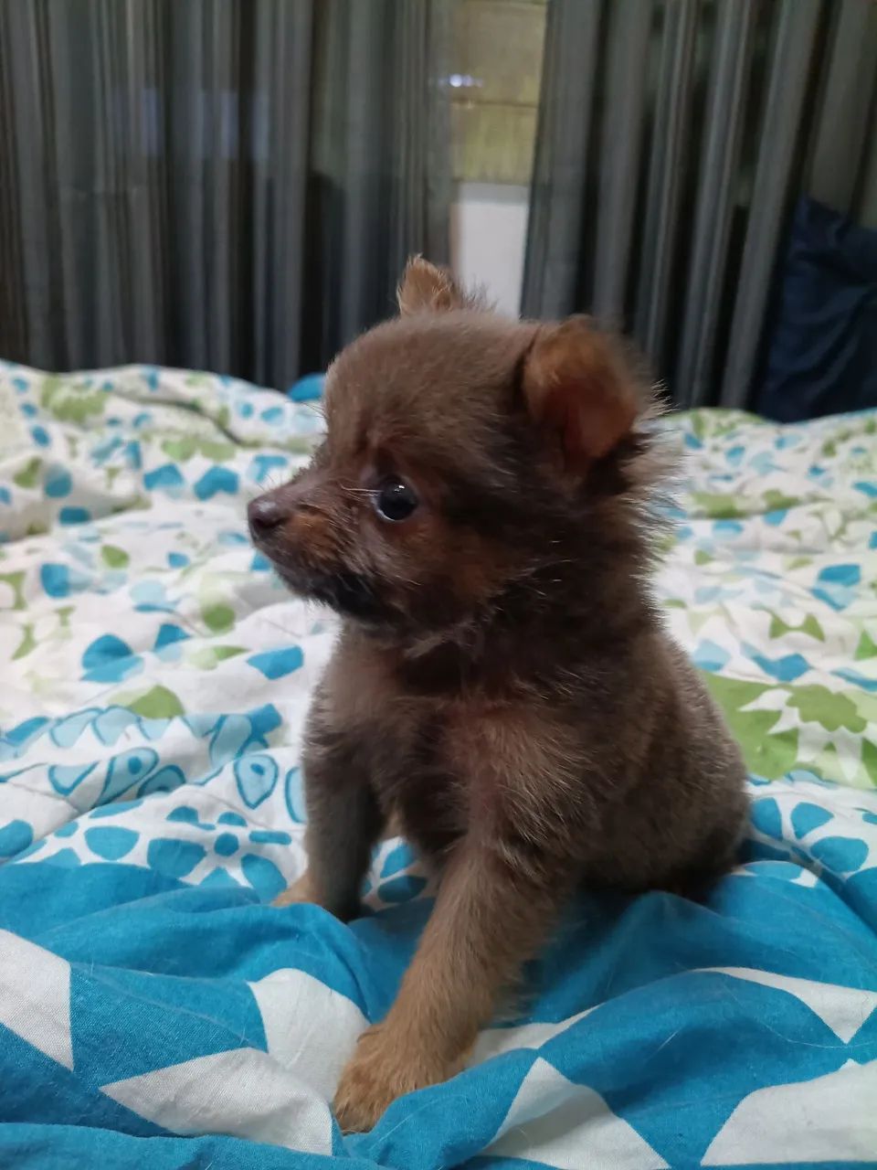 Pets  - Foto 3