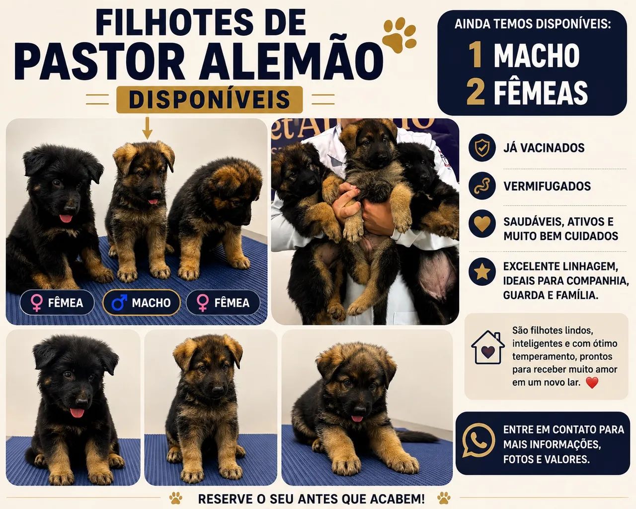 Filhotes Pastores Alemães  - Foto 2