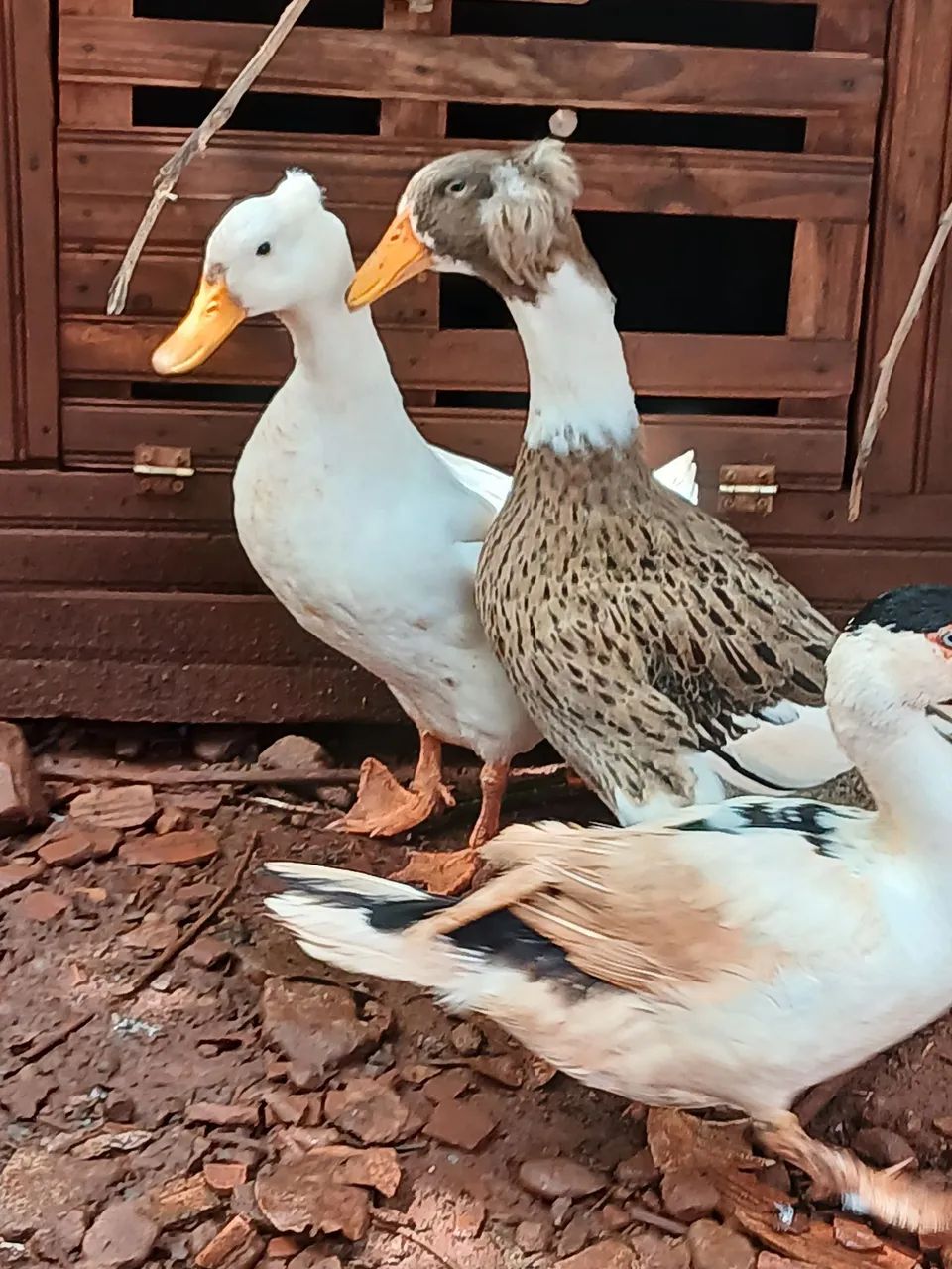 Marreco de pompom casal - Foto 3