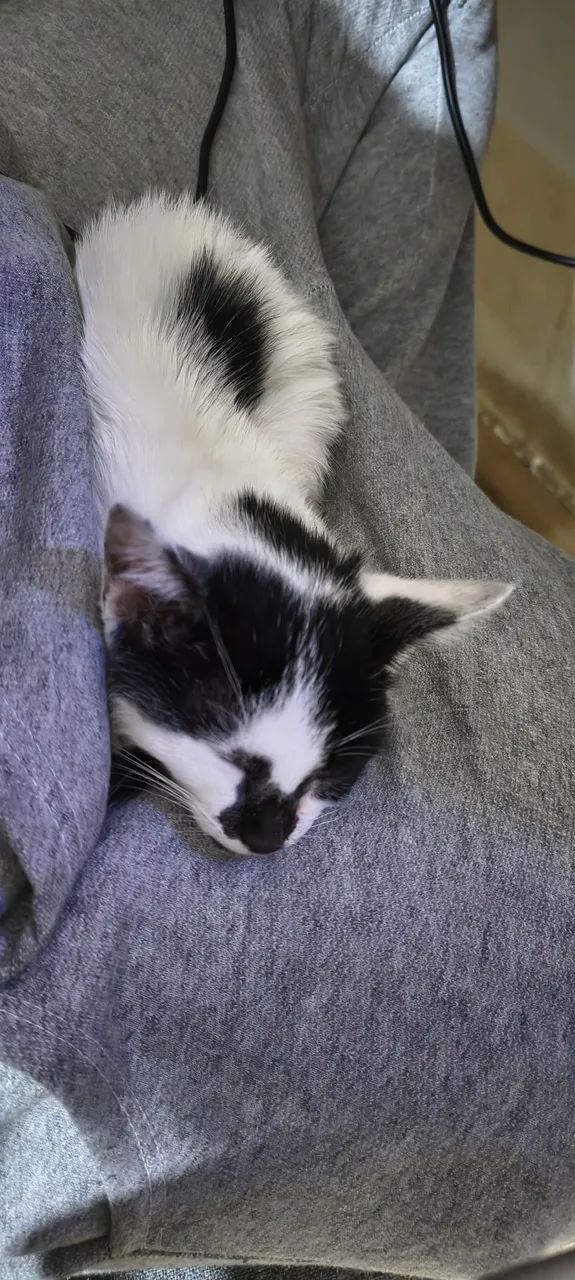doa-se gatinhos - Foto 2
