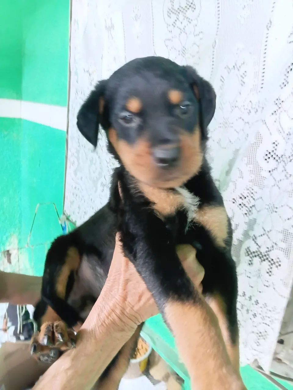 Rottweilers machos  - Foto 3