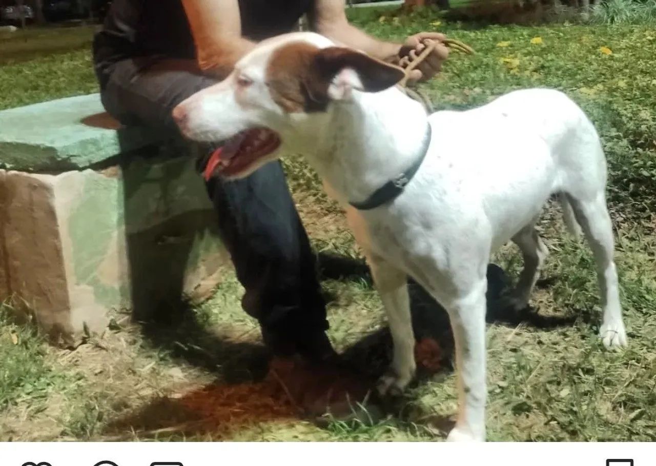 Adoção Pit Bull  - Foto 2