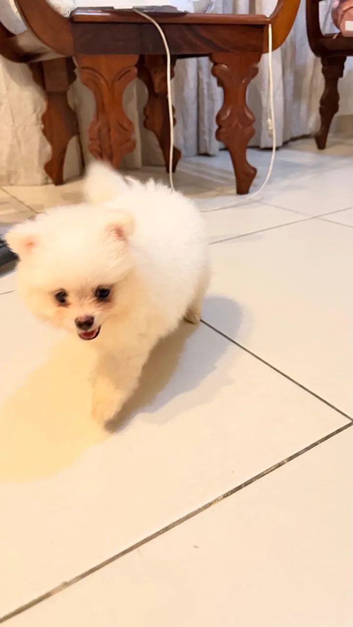 Spitz alemão macho  - Foto 2