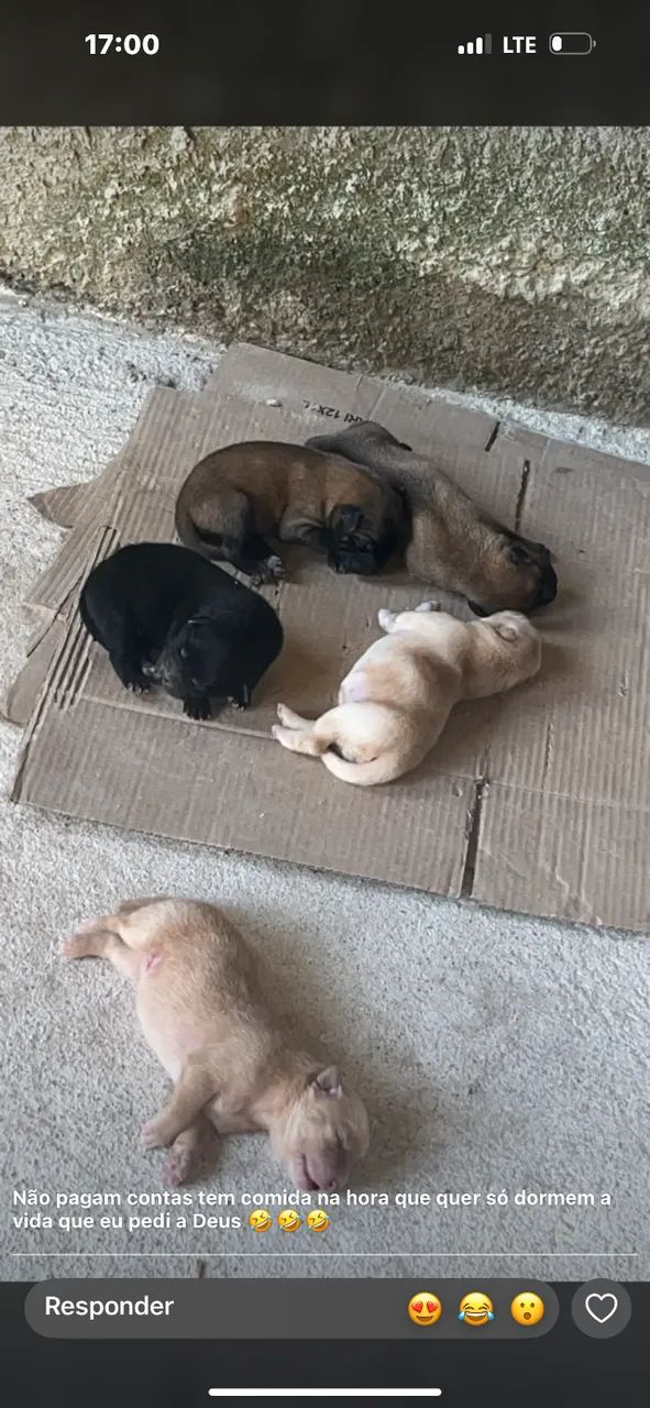 Filhotes de chow chow disponível  - Foto 3