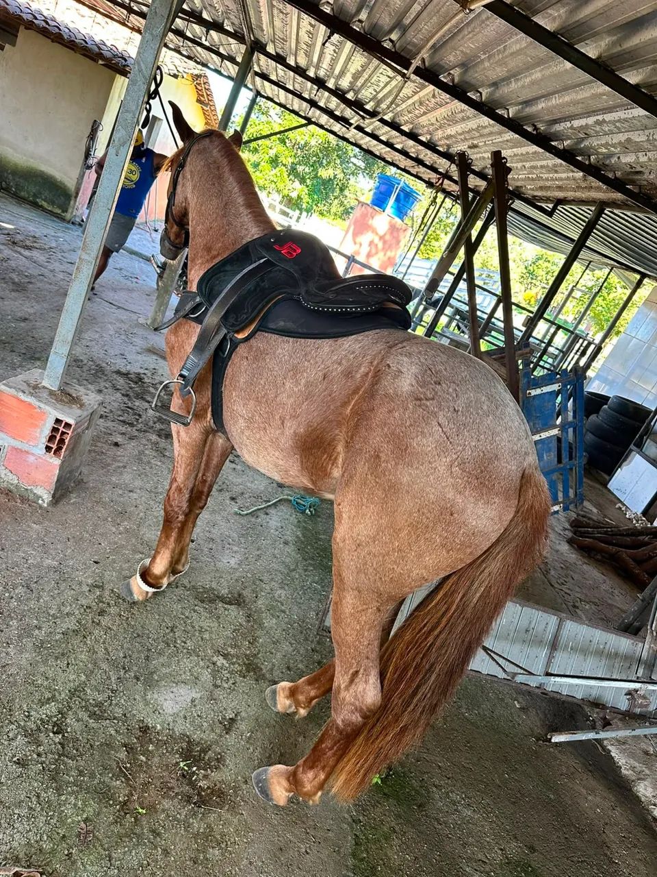 Cavalo de direita  - Foto 2