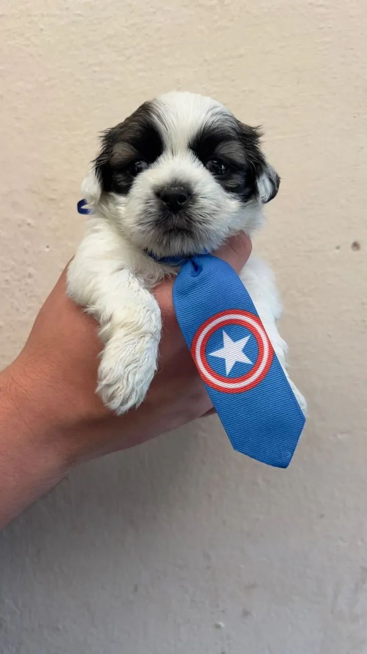 shih tzu mini com garantia e procedencia  - Foto 2