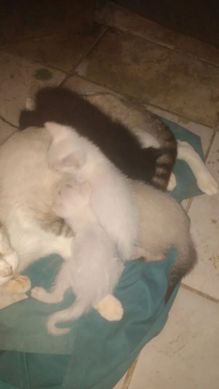 Adoção Responsável gatinhos  - Foto 2