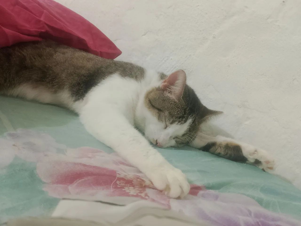 Gatos para doação  - Foto 5