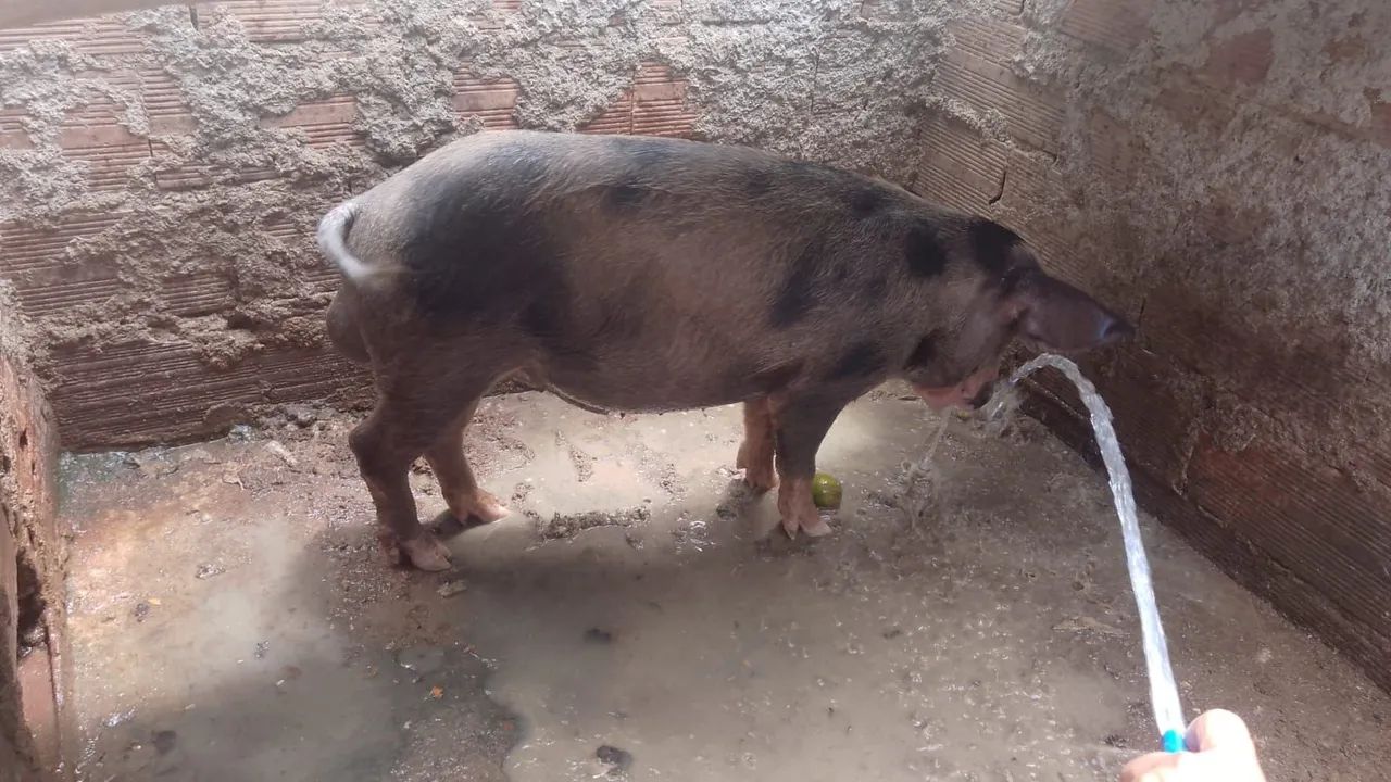Animais  - Foto 2