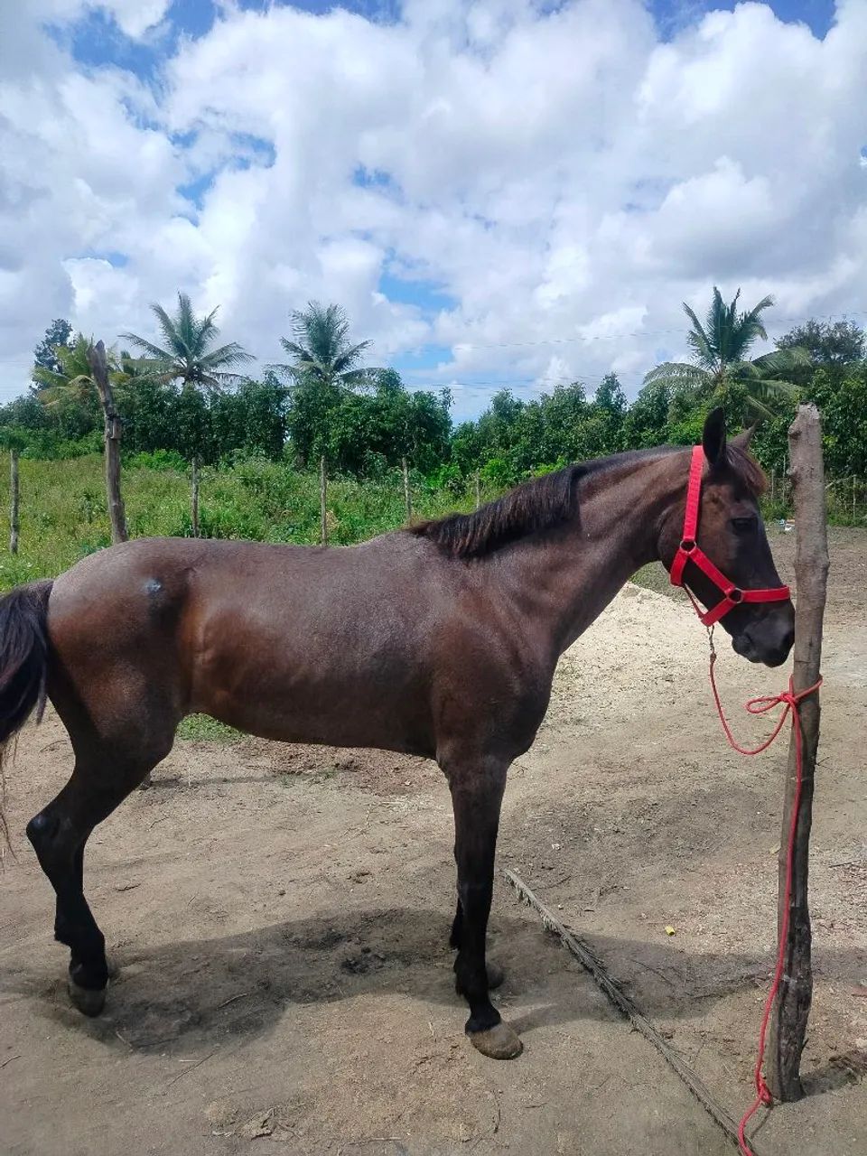 Cavalo  - Foto 4