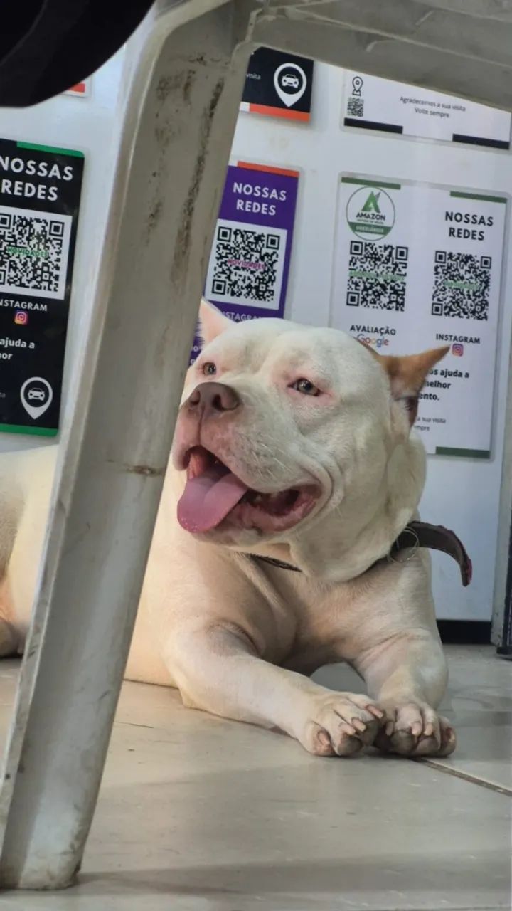 American Bully - Foto 2
