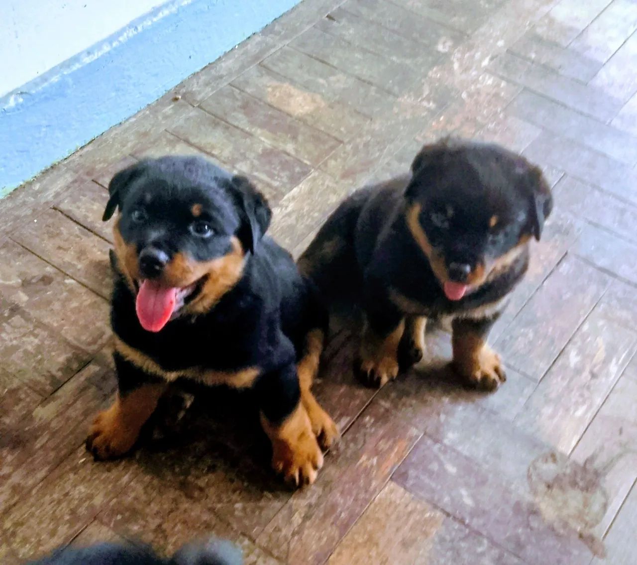 Vendo Rotwailer 