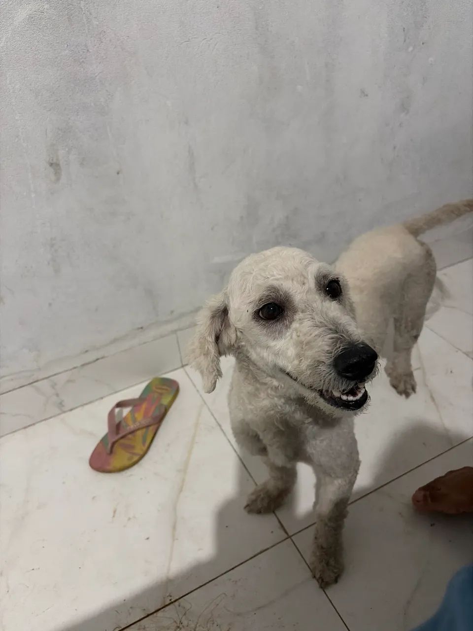 Doação de cachorro  - Foto 2