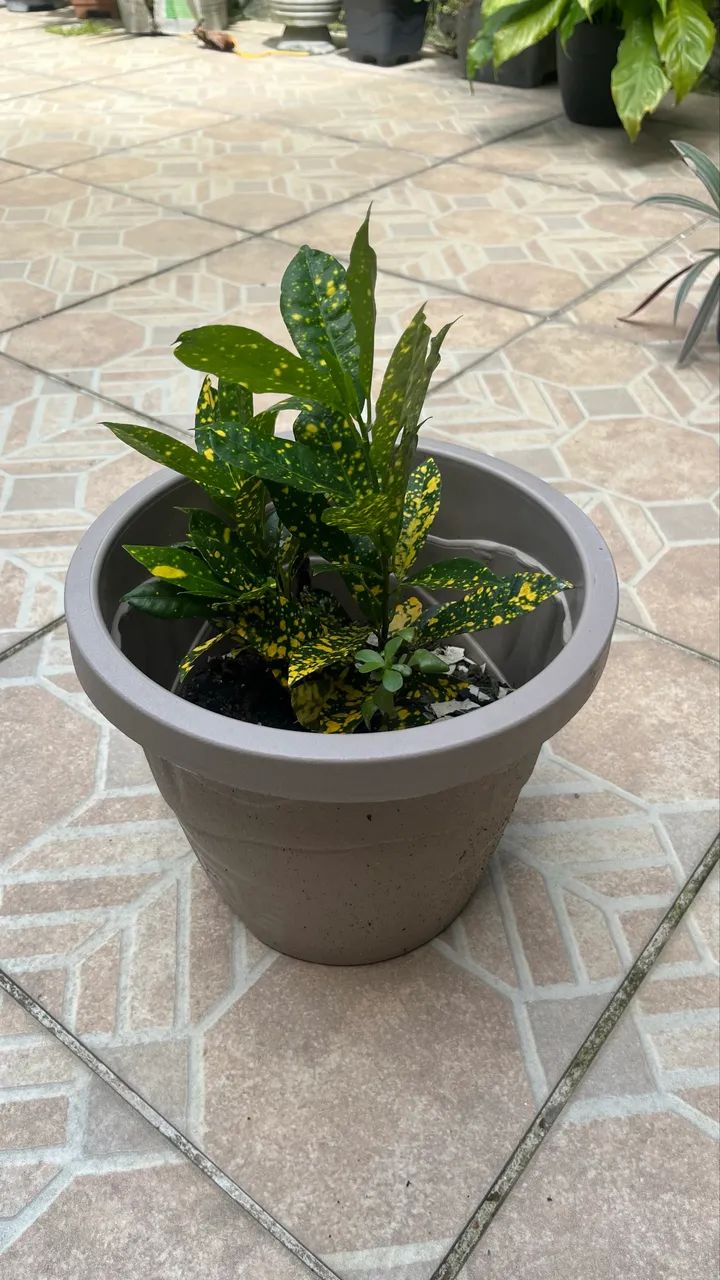 Planta Brasil