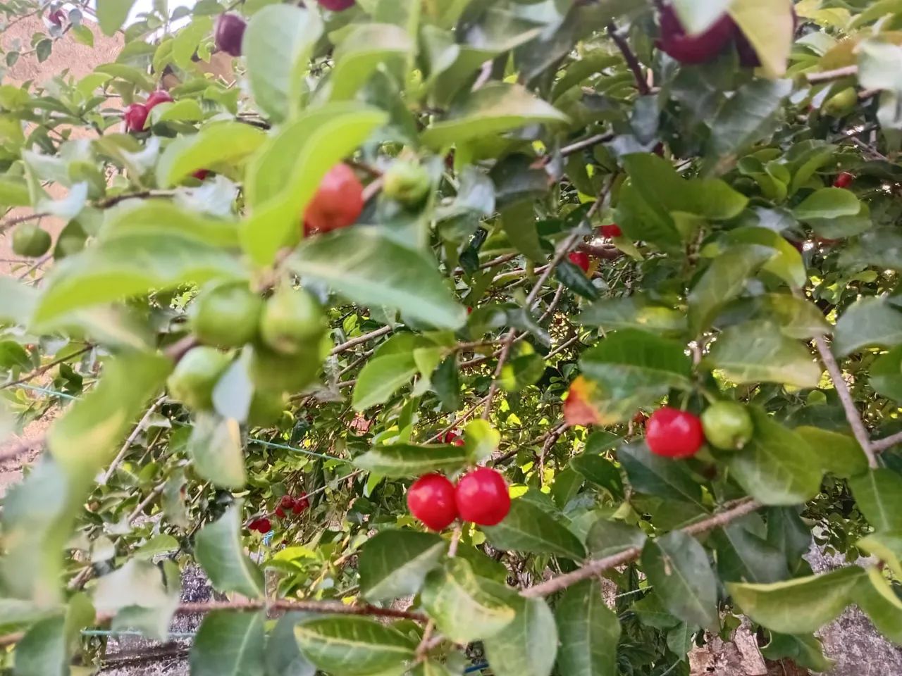 Mudas de Acerola ?
