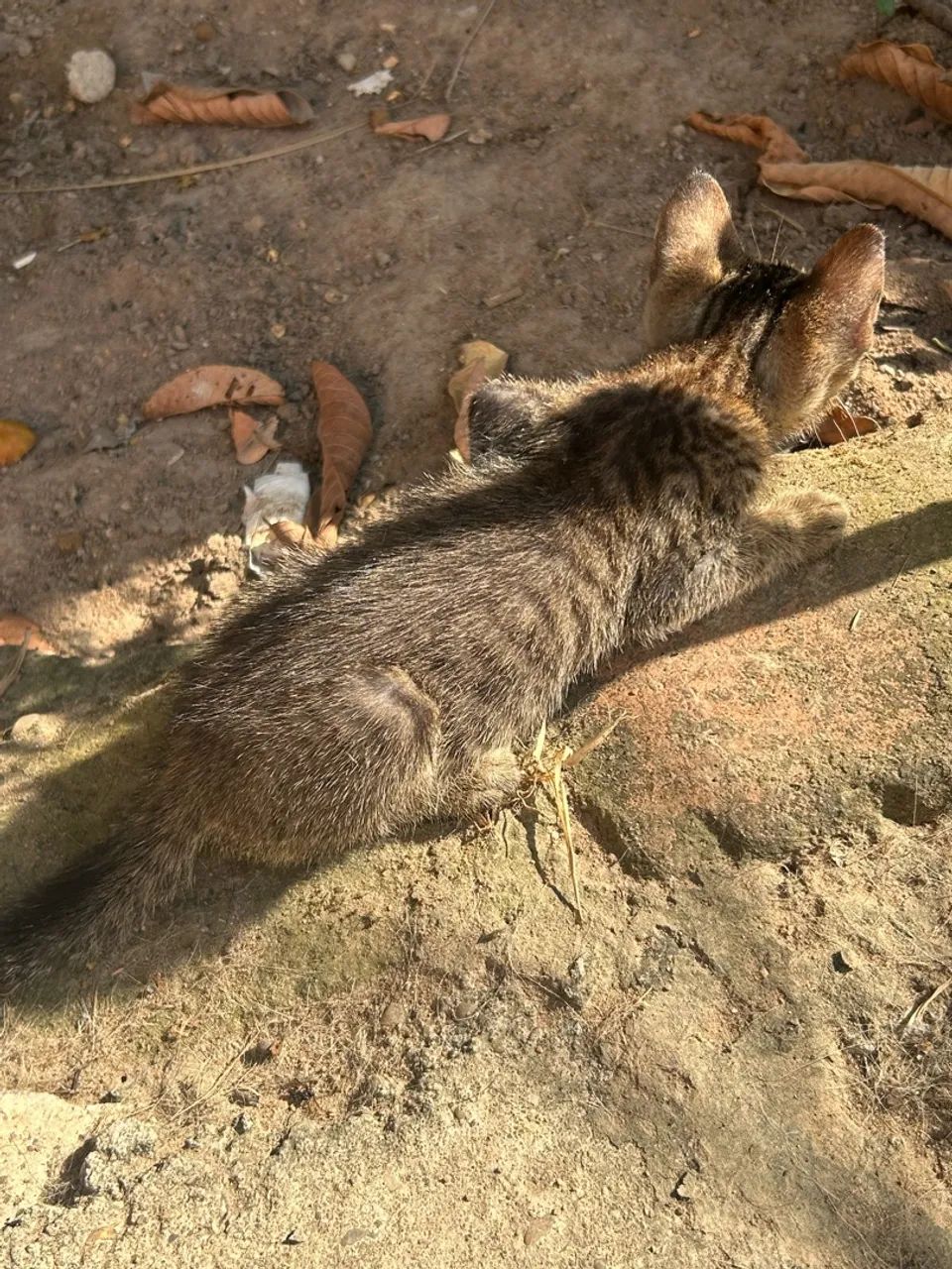 Doa-se Gatinhos - Foto 3