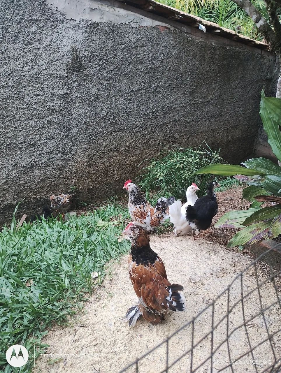 Galizés belgian  - Foto 3