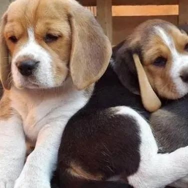Beagle "Quem disse que curiosidade é defeito?"