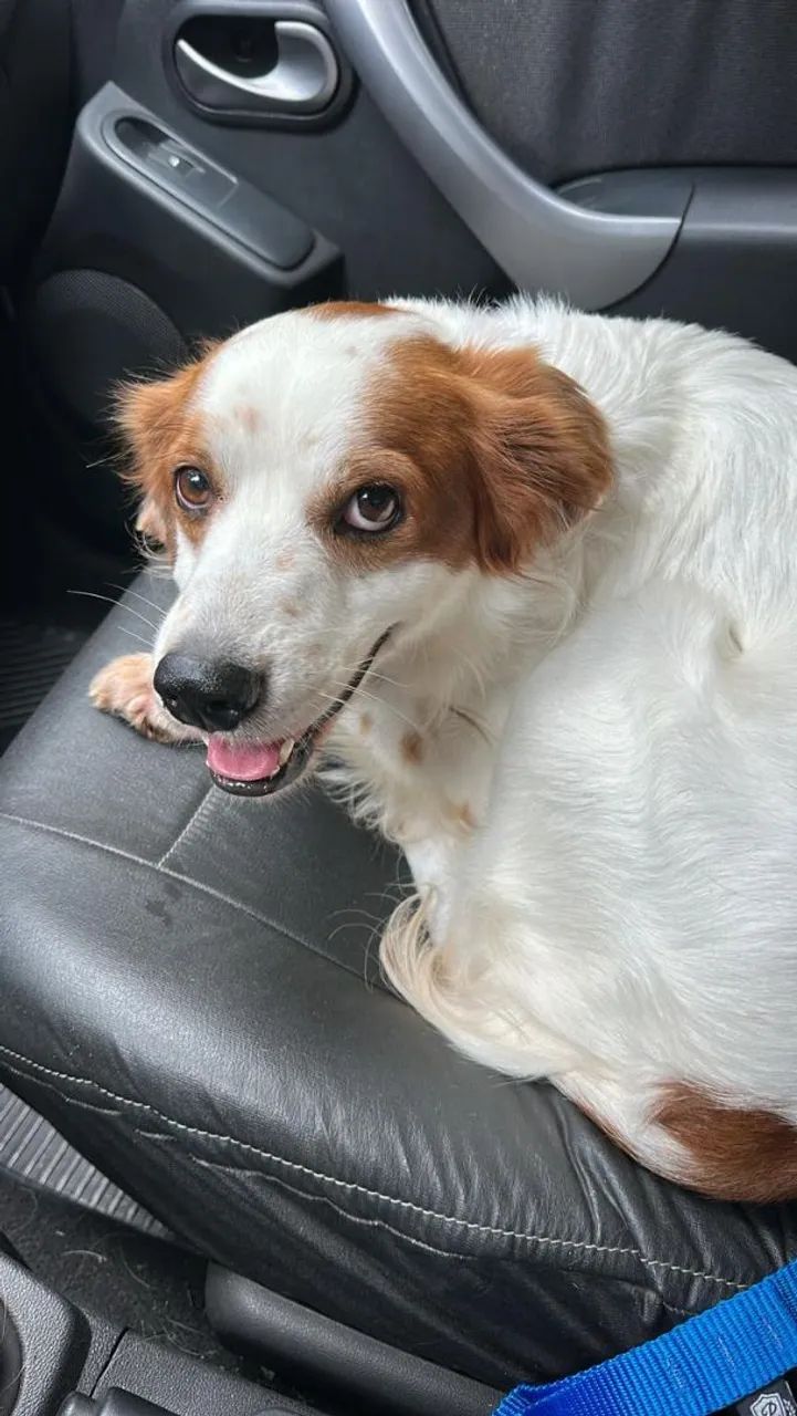 Vendo cachorro docil - Foto 2