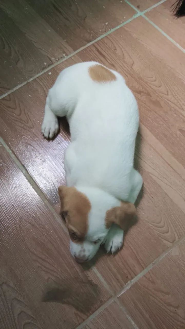 Cachorro  - Foto 2