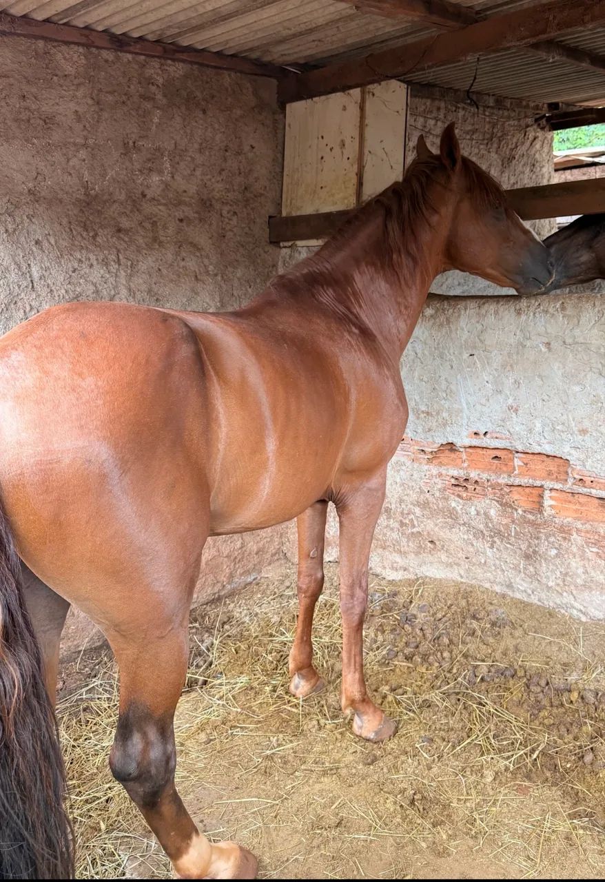 CAVALO MANGALARGA - Foto 6