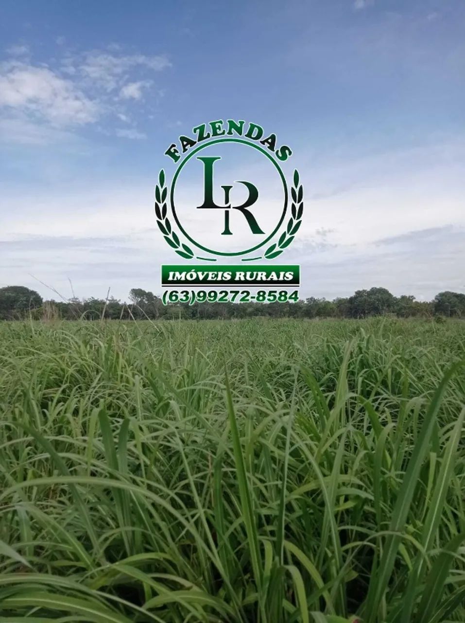Oportunidade Chácara de 34 Hectares Próximo de Palmas,  - Foto 3
