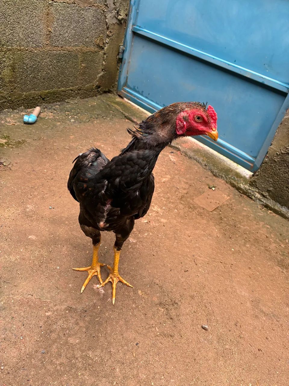 Frango índio  - Foto 2