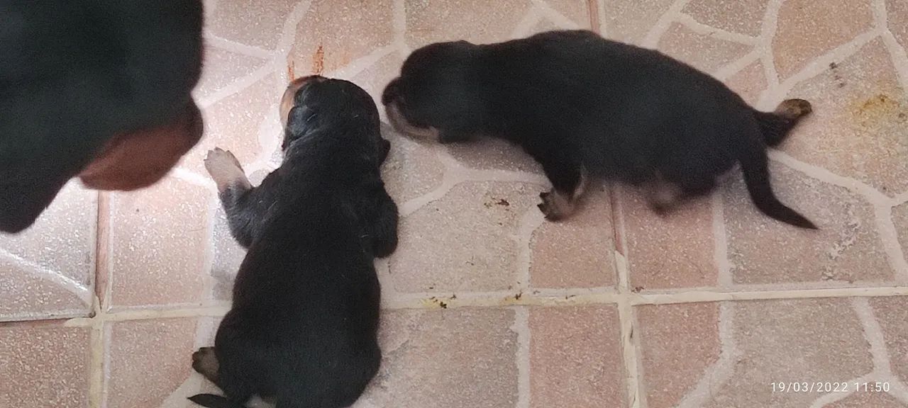 Rottweiler  - Foto 2