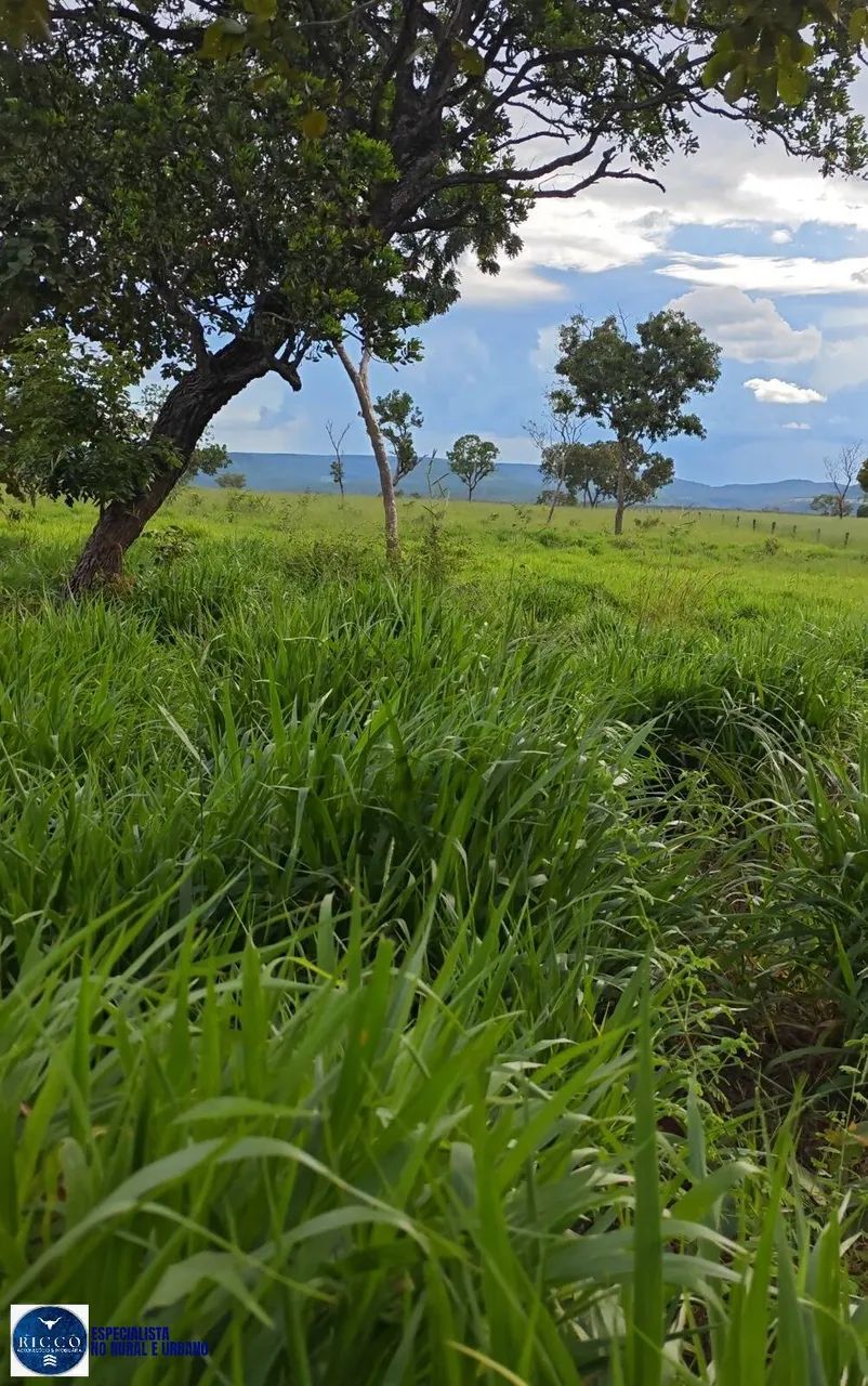 Fazenda à Venda em Ponte Alta do Tocantins (TO) | 536 alqueires - Foto 5