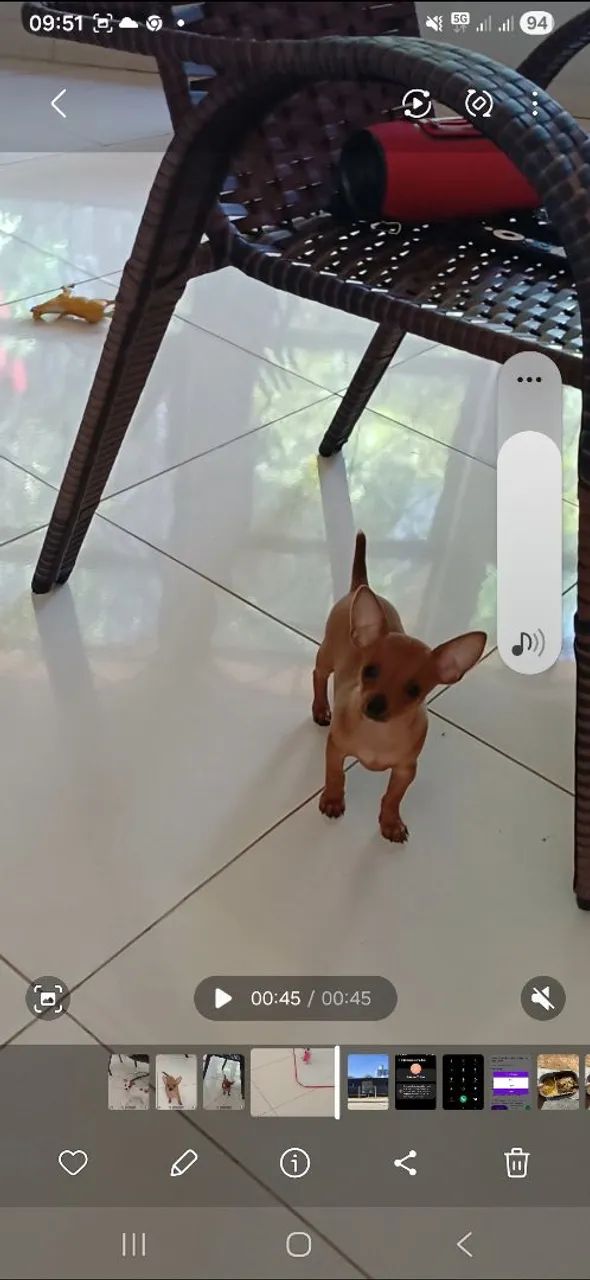 Pincher machinho miniatura 