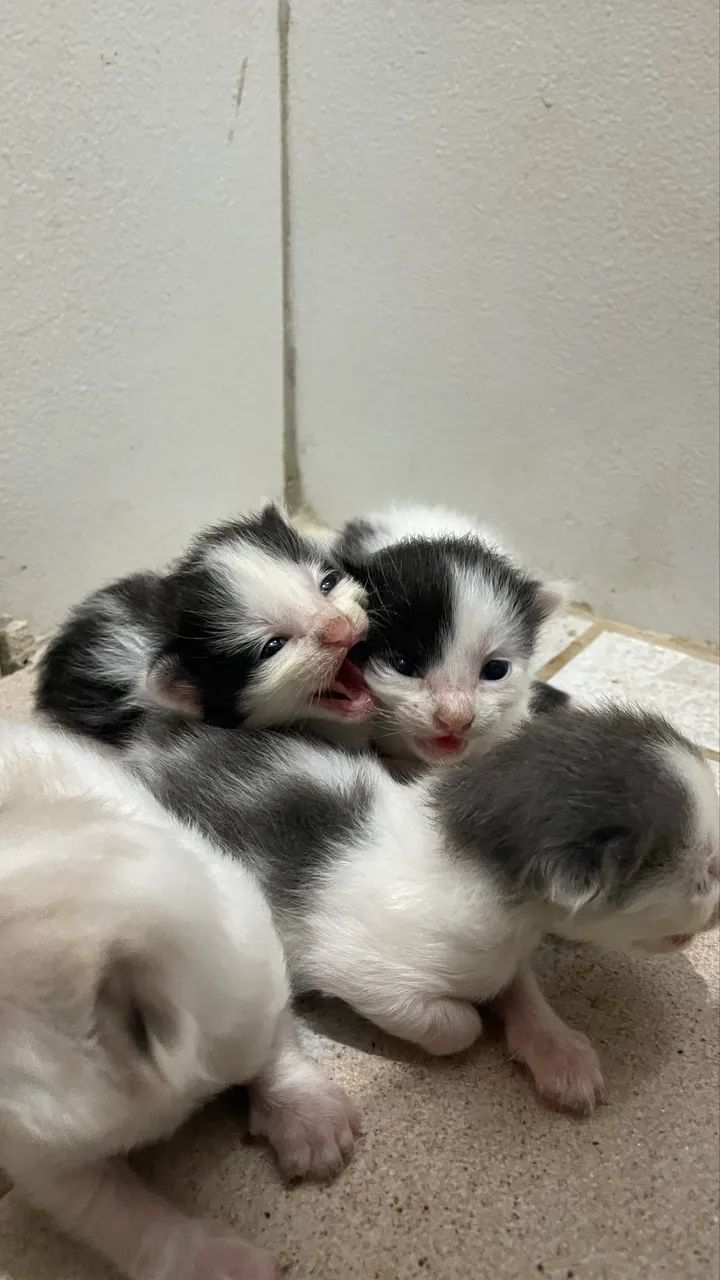 Gatinhos para adoção responsável - Foto 5