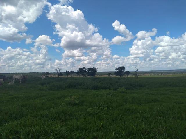 Fazenda pecuária 320 alq. Mato Grosso do Sul - Foto 7