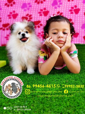 Spitz Alemão Com Pedigree Canil Teresina Raças Pequenas - Foto 5