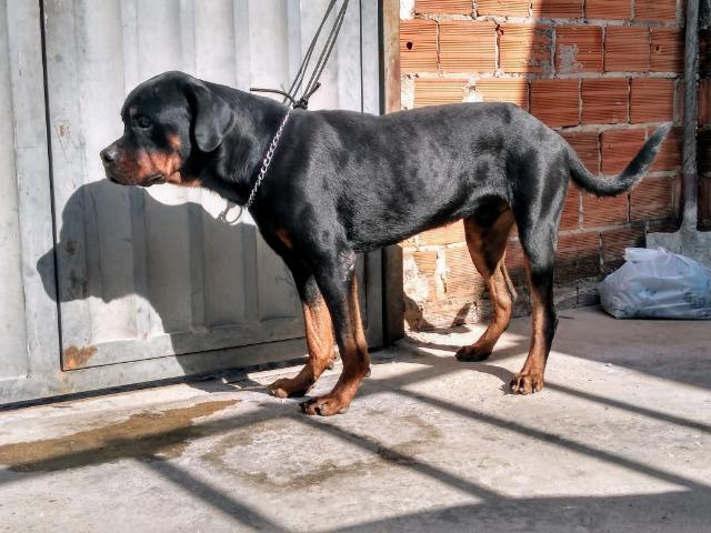 Filhotes de Rottweiler - Foto 2