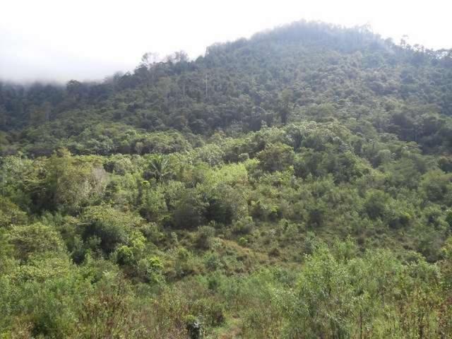 Fazenda de cacau no sul da bahia. mascote - camacã - itabuna - Foto 7