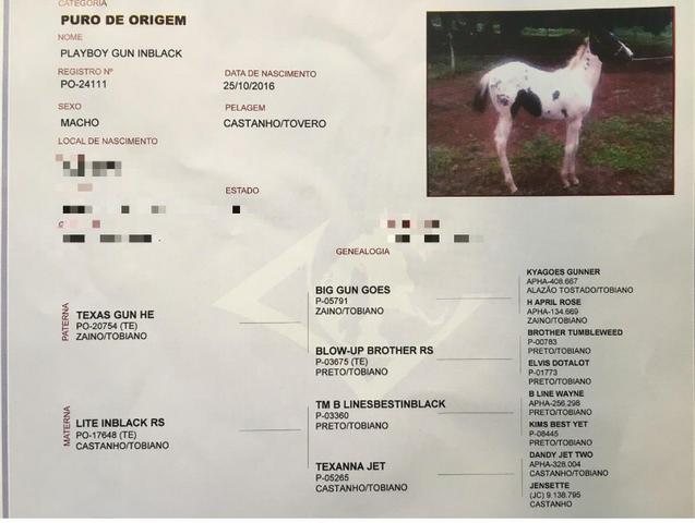 Paint Horse Homozigoto PO