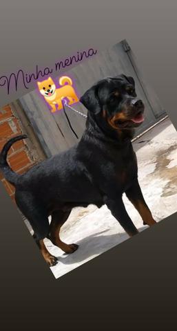 Filhotes de Rottweiler