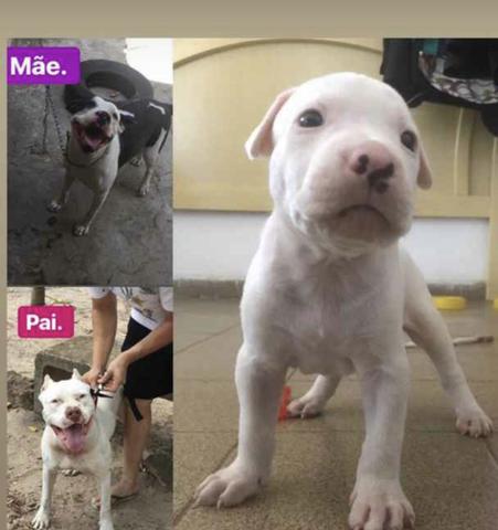 Filhote de pitbull