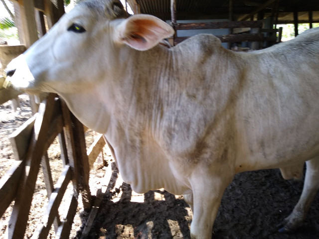 Vendo tourinho nelore - Foto 3