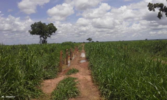 Fazenda para Venda em Gurupi, Área Rural de Gurupi, 3 dormitórios, 2 banheiros, 5 vagas - Foto 15