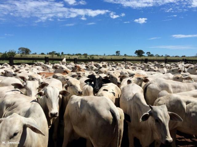 Fazenda para Venda em Gurupi, Área Rural de Gurupi, 3 dormitórios, 2 banheiros, 5 vagas - Foto 8
