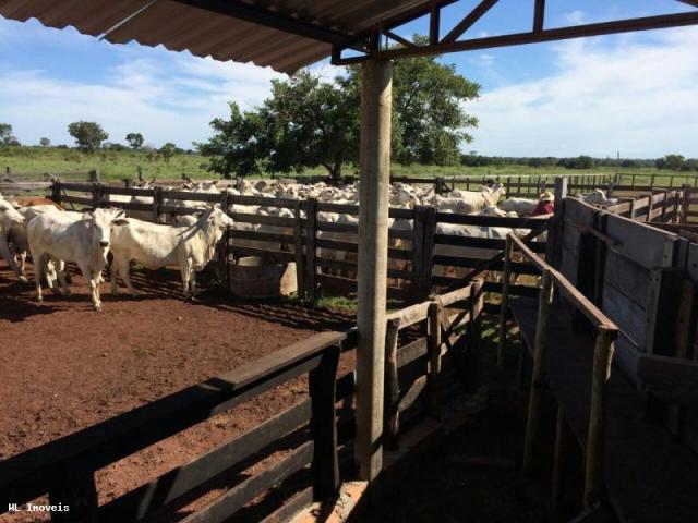 Fazenda para Venda em Gurupi, Área Rural de Gurupi, 3 dormitórios, 2 banheiros, 5 vagas - Foto 7