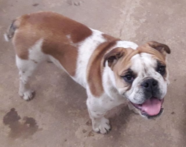 Bulldog inglês