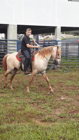 Featured image of post Fotos De Cavalo Selado Imagens de cavalos fotos de cavalos cavalos pretos cavalos lindos cavalos selvagens animais selvagens animais fotos semelhantes a conto de fadas de cavalos vivendo em condi es extremas na isl ndia