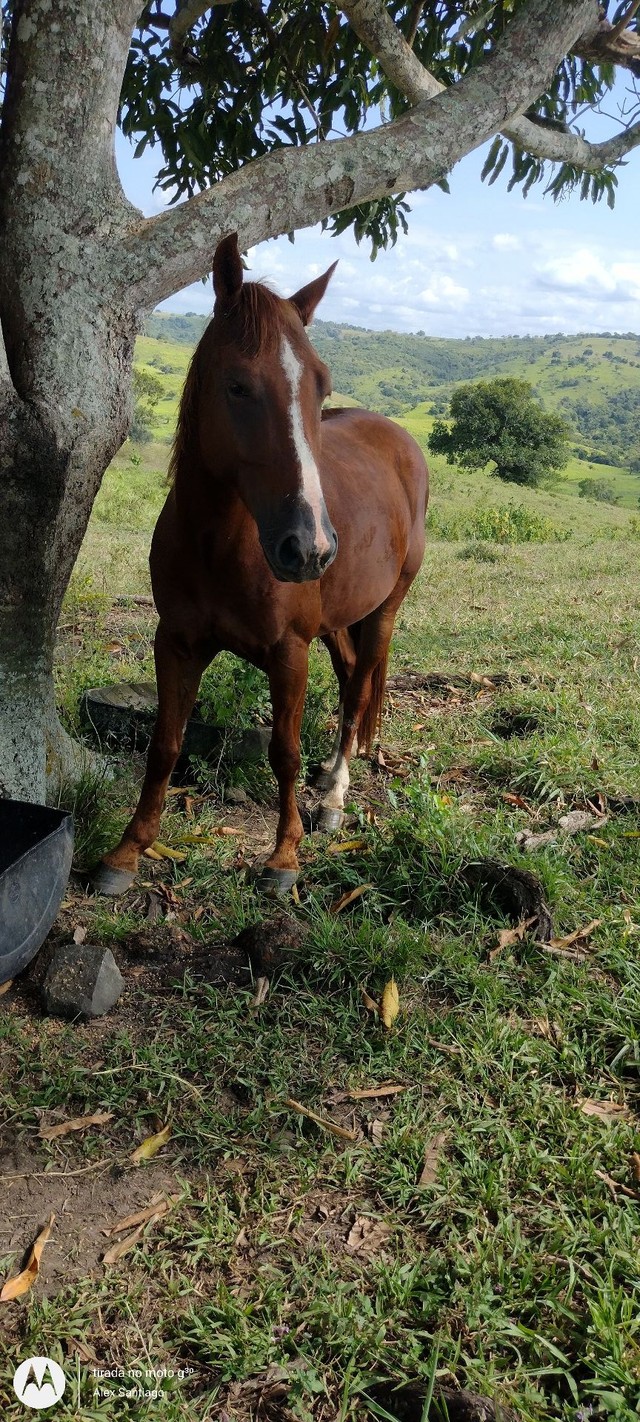 Cavalo mestiço 