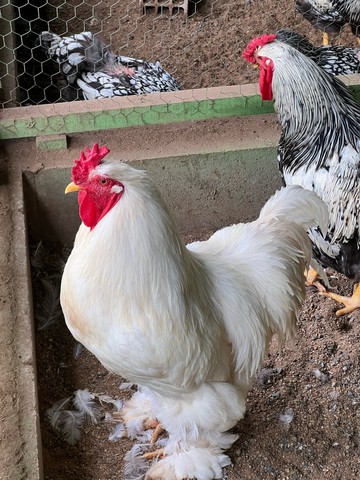 Galinhas Brahmas