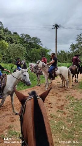 Cavalo MM marcha batida e de centro 