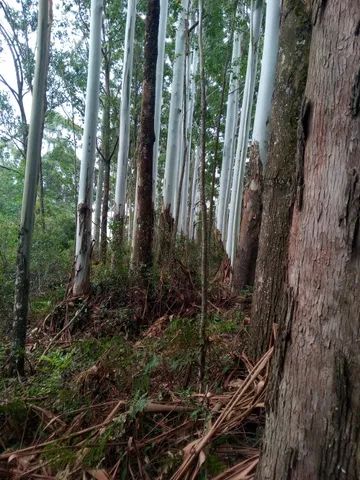 Floresta c/2023 pinus eliottis de 21 Anos e 145 eucalitpos 