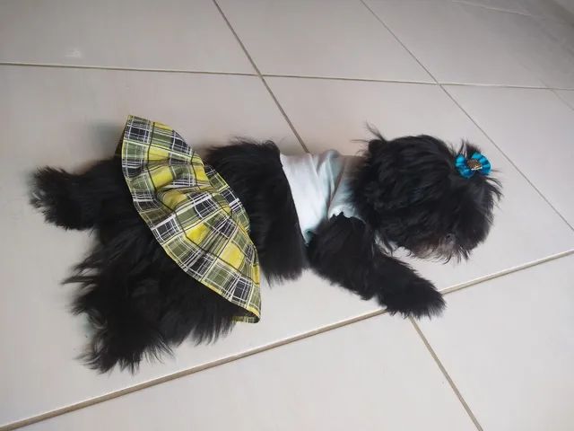 Shih Tzu fêmea 3 meses 